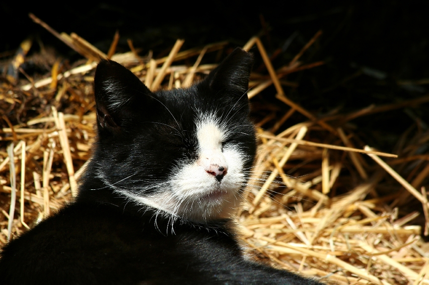 Veterinary XRay Why You Should Consider a Barn Cat