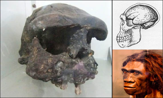 Ciri Ciri Pithecanthropus Erectus Ciri Ciri Pithecanthropus Erectus