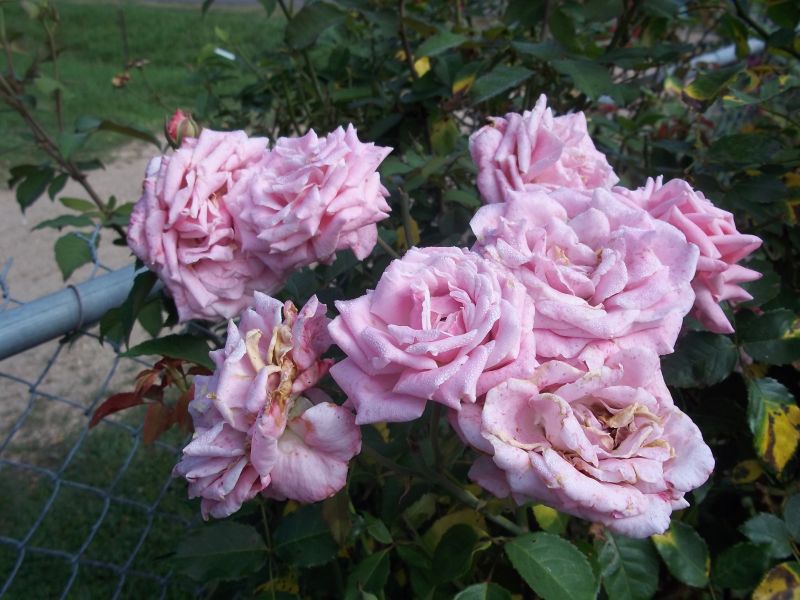 Davy's Louisiana Gardening Blog My Top Louisiana Rose