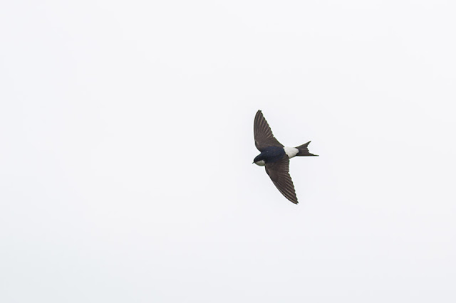 You can hopefully see the striking blue of this House Martin You can hopefully see the striking blue of this House Martin