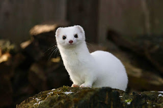 a stoat