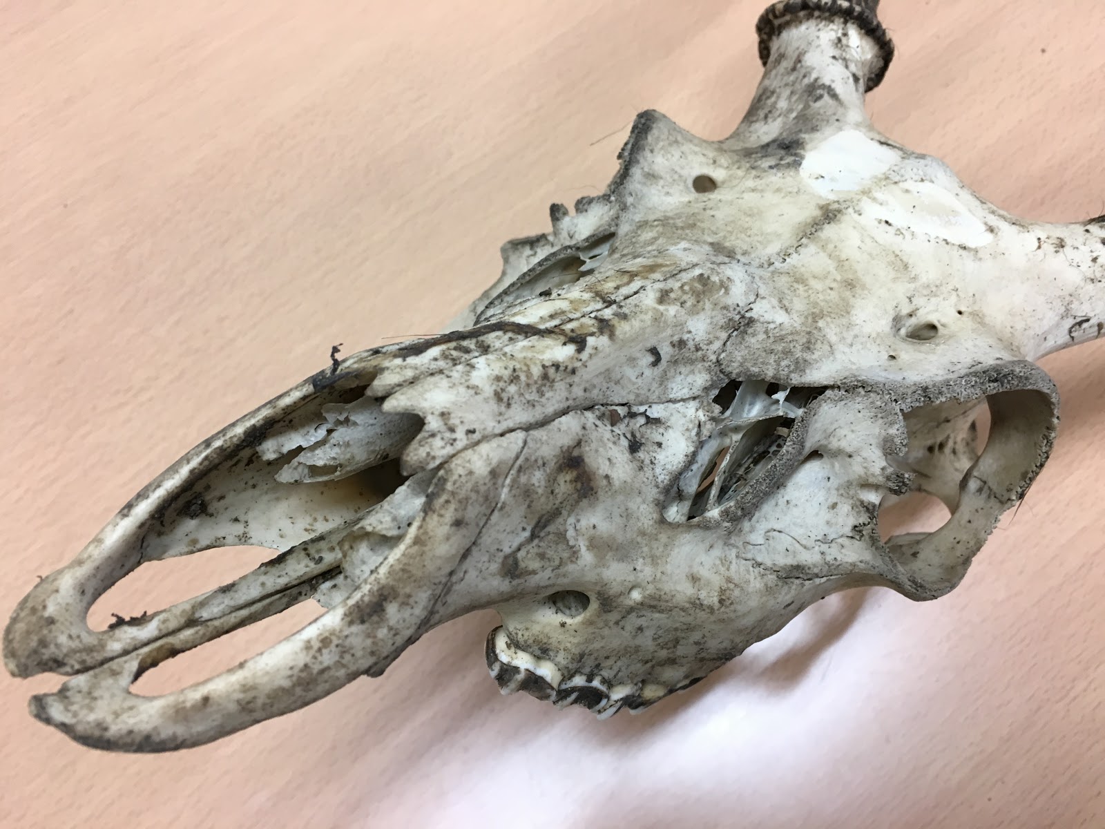 HAMAKAZE jj: 鹿のトロフィーの作り方１