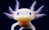 Axolotl: The super regenerater