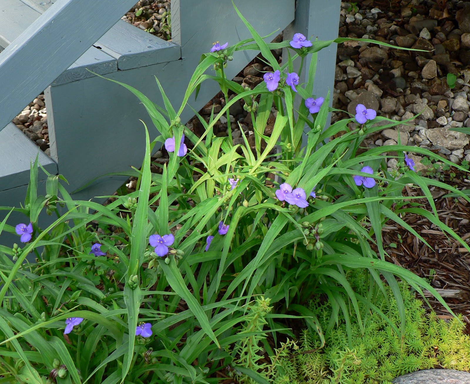Visit My Garden Late May Flowers