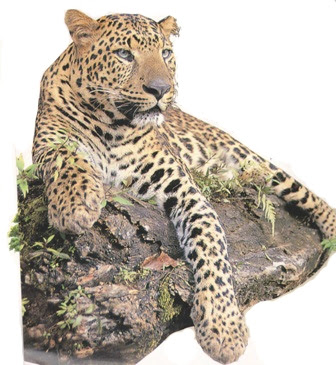 Kumpulan Tulisan "Herman Lantang": Macan Tutul Jawa –, satu2 nya jenis