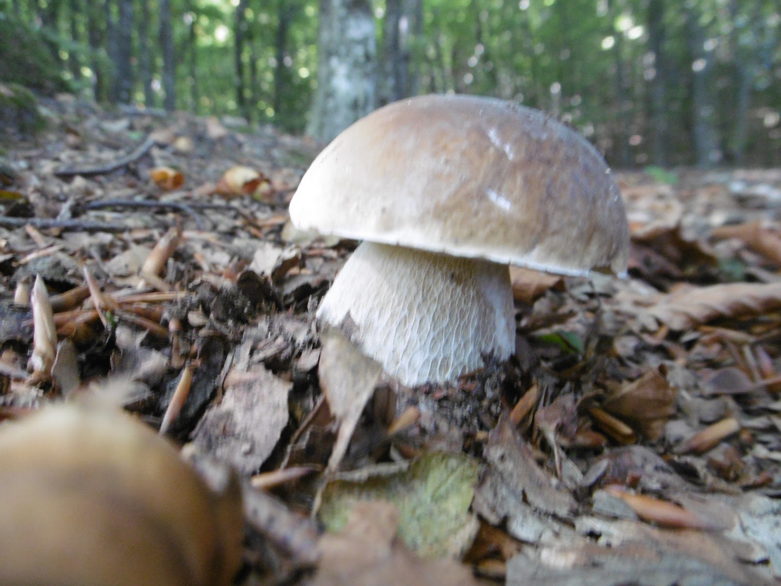 Prevedere l'uscita dei porcini