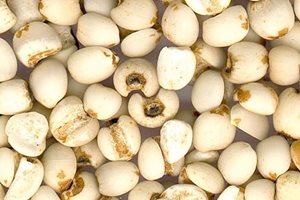 Cara Menurunkan Gula Darah dengan Biji Jali Cara Menurunkan Gula Darah dengan Biji Jali