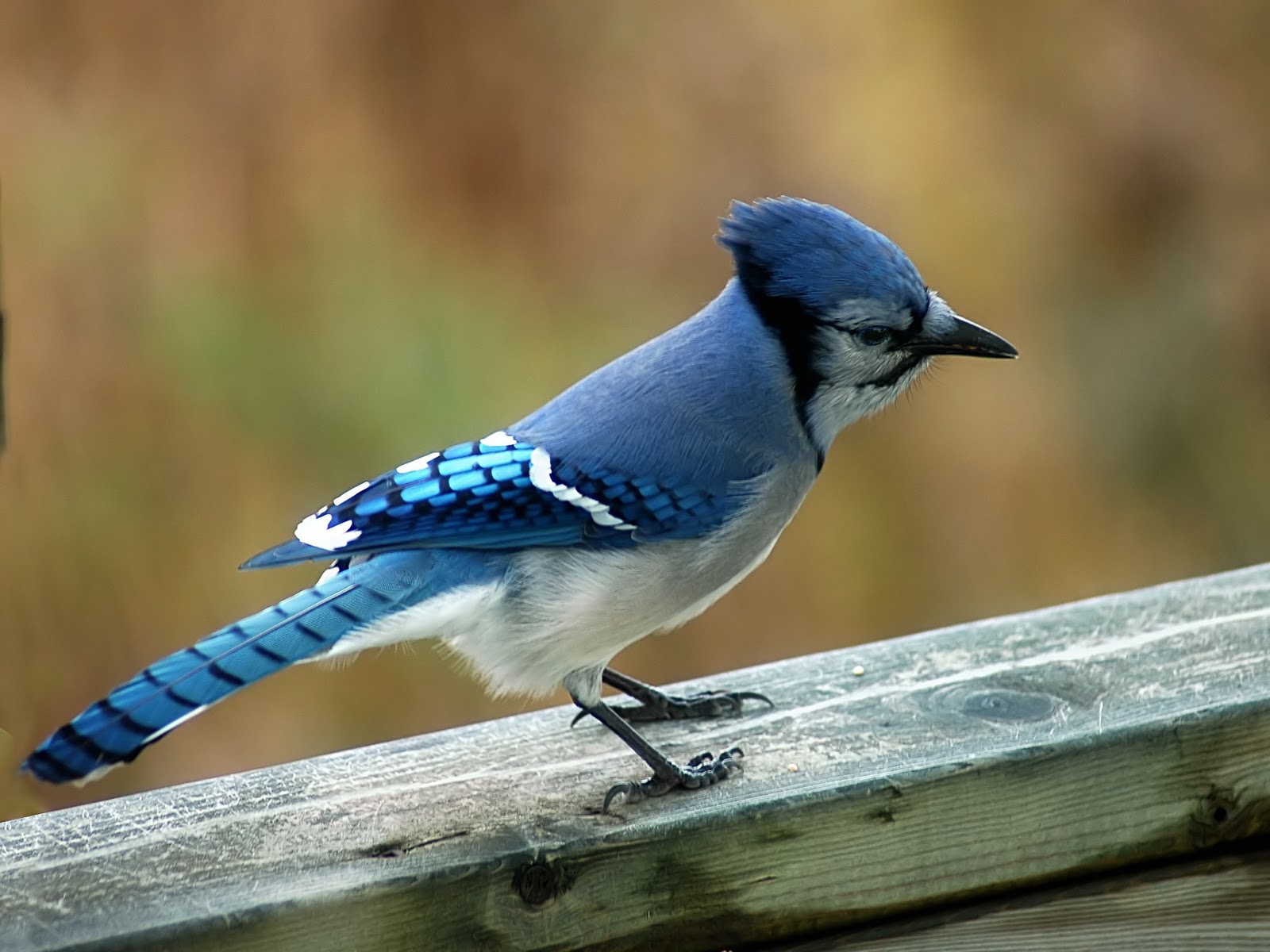 Pet Animals Wild Animals Wallpapers Pictures Beautiful Birds Pet Animals Wild Animals Wallpapers Pictures Beautiful Birds