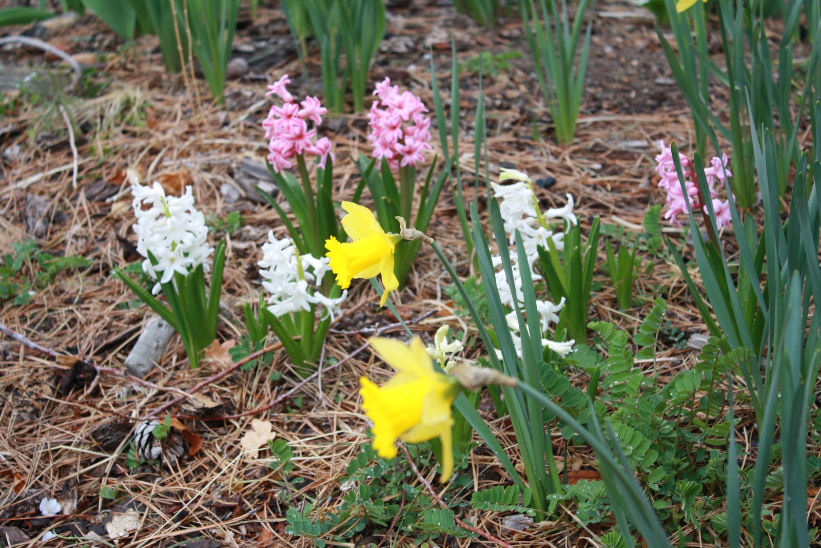 Calli and Calvin Smith Daffodils and hyacinths