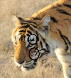 the circle area shows her unique fist mark image not found