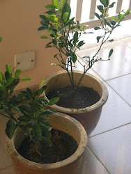 two little lime trees