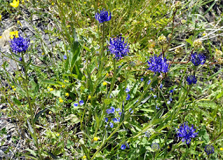 Bănica (Phyteuma orbiculare)