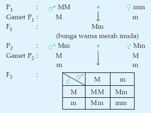 blog shafira PENGERTIAN DAN CONTOH PERSILANGAN DIHIBRID