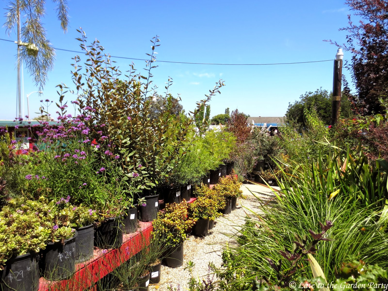 Late to the Garden Party: Deep Roots Garden Center