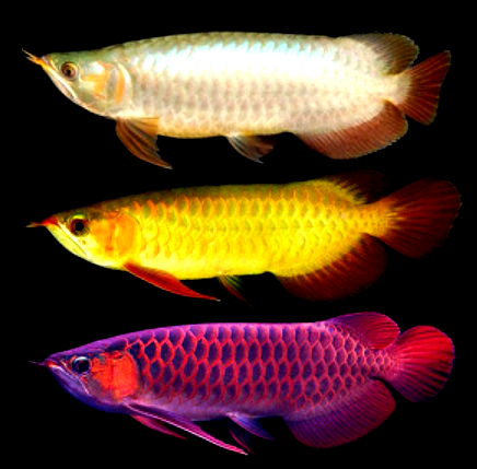 Jenis Jenis Ikan Arwana Dan Harganya