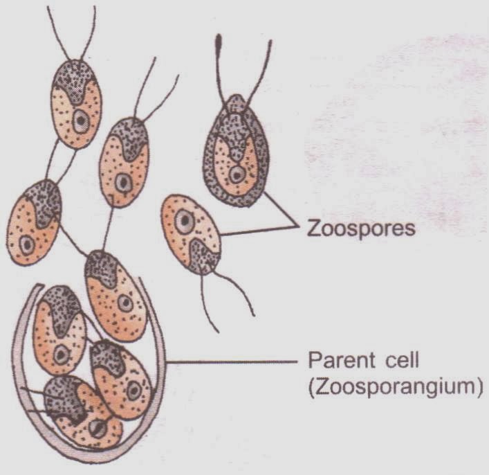 NCERT answers of CBSE Class 12 Biology Chapter 1, Reproduction in