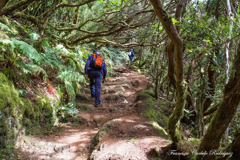 EL RINCÓN FOTOGRÁFICO DE FRANCISCO CURBELO RUTA CIRCULAR "EL BOSQUE