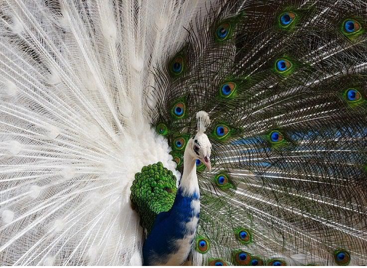 White peacock wallpapers - Latest Exams, Jobs updates,Textbooks