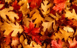 leaves autumn wallpapers desktop beckground fall backgrounds pumpkin scenery tree pattern labels