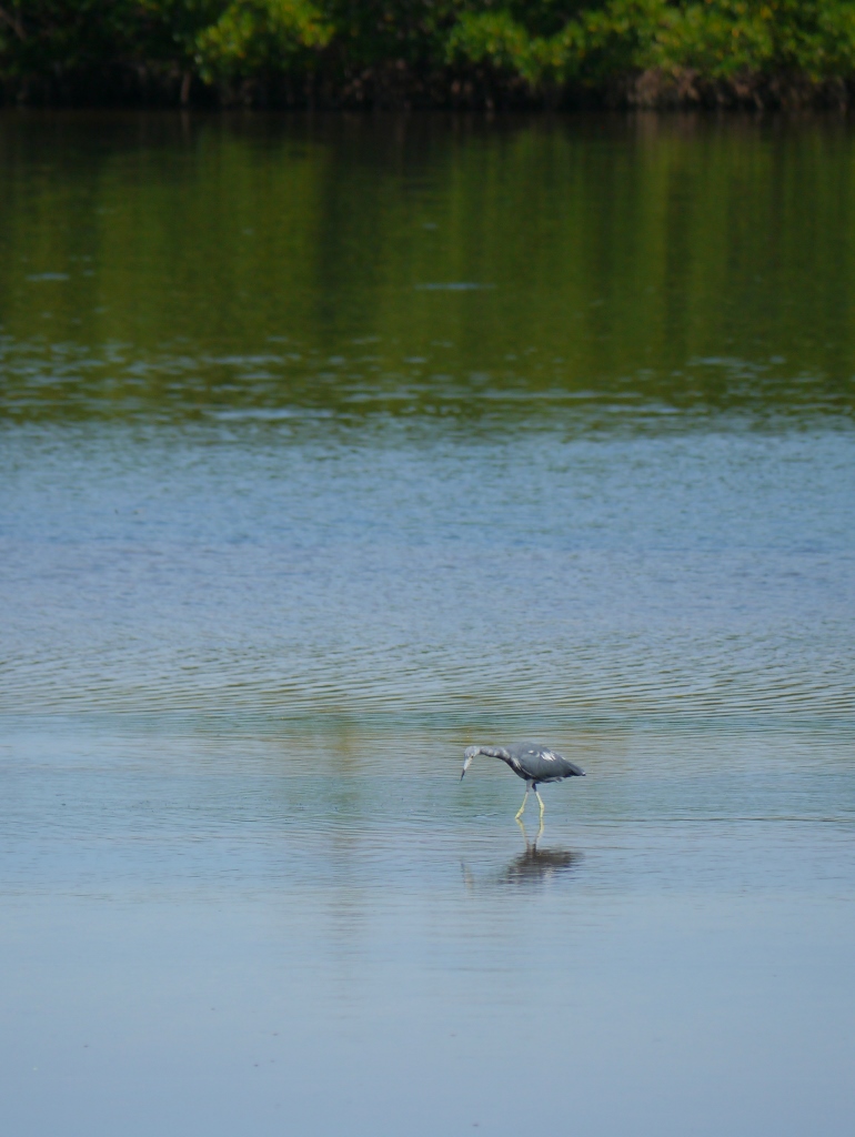 Ile de Sanibel Floride  Tricolored Heron