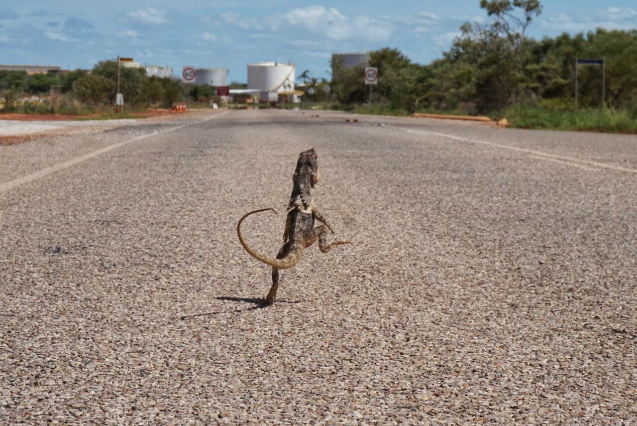 Удивительные животные австралии. Какие существа самые опасные в австралии. Самые опасные животные и насекомые австралии. Опасные животные австралии. Самые опасные твари в австралии.