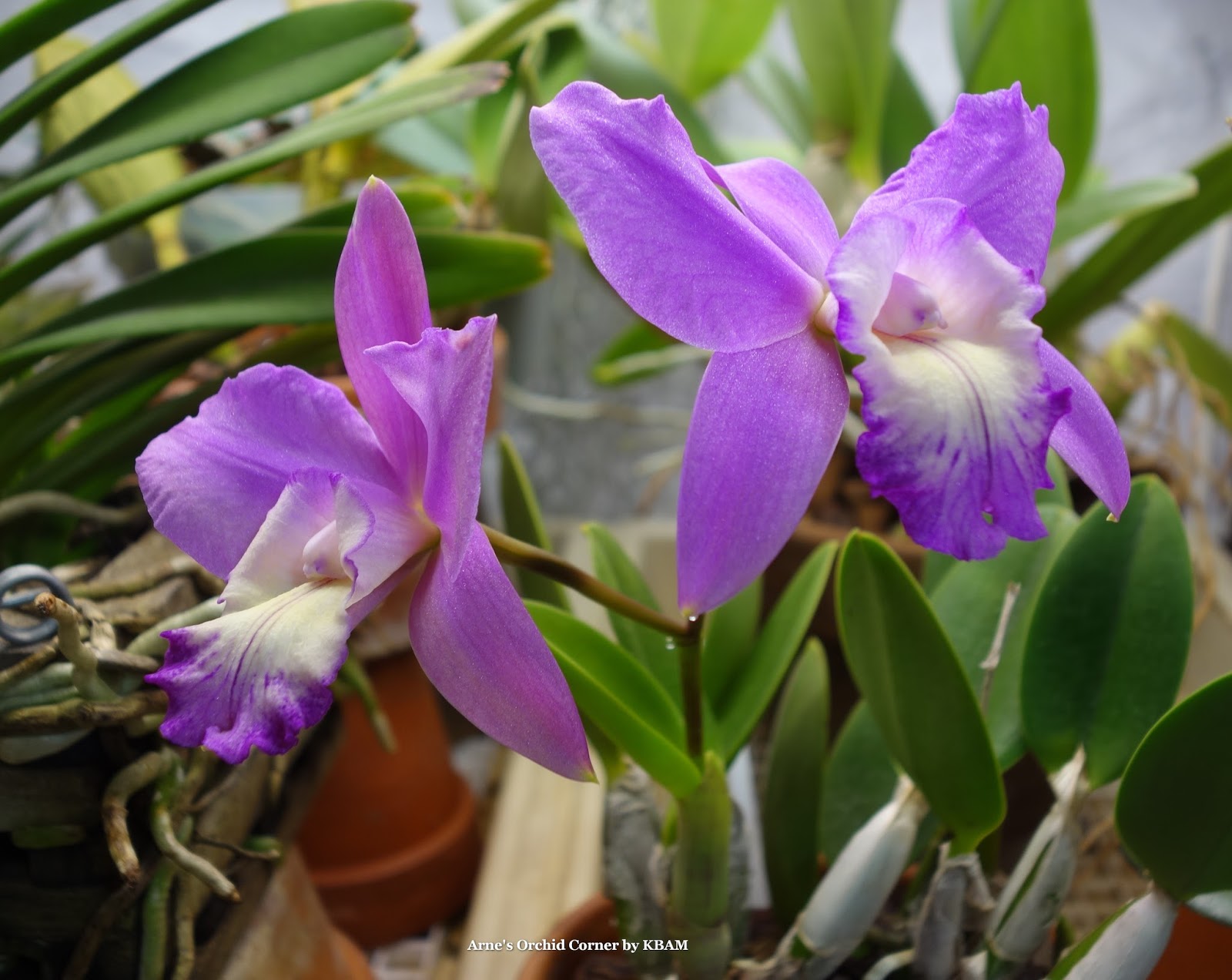 Arne's Orchid Corner Orchid of the day Cattleya Love Knot