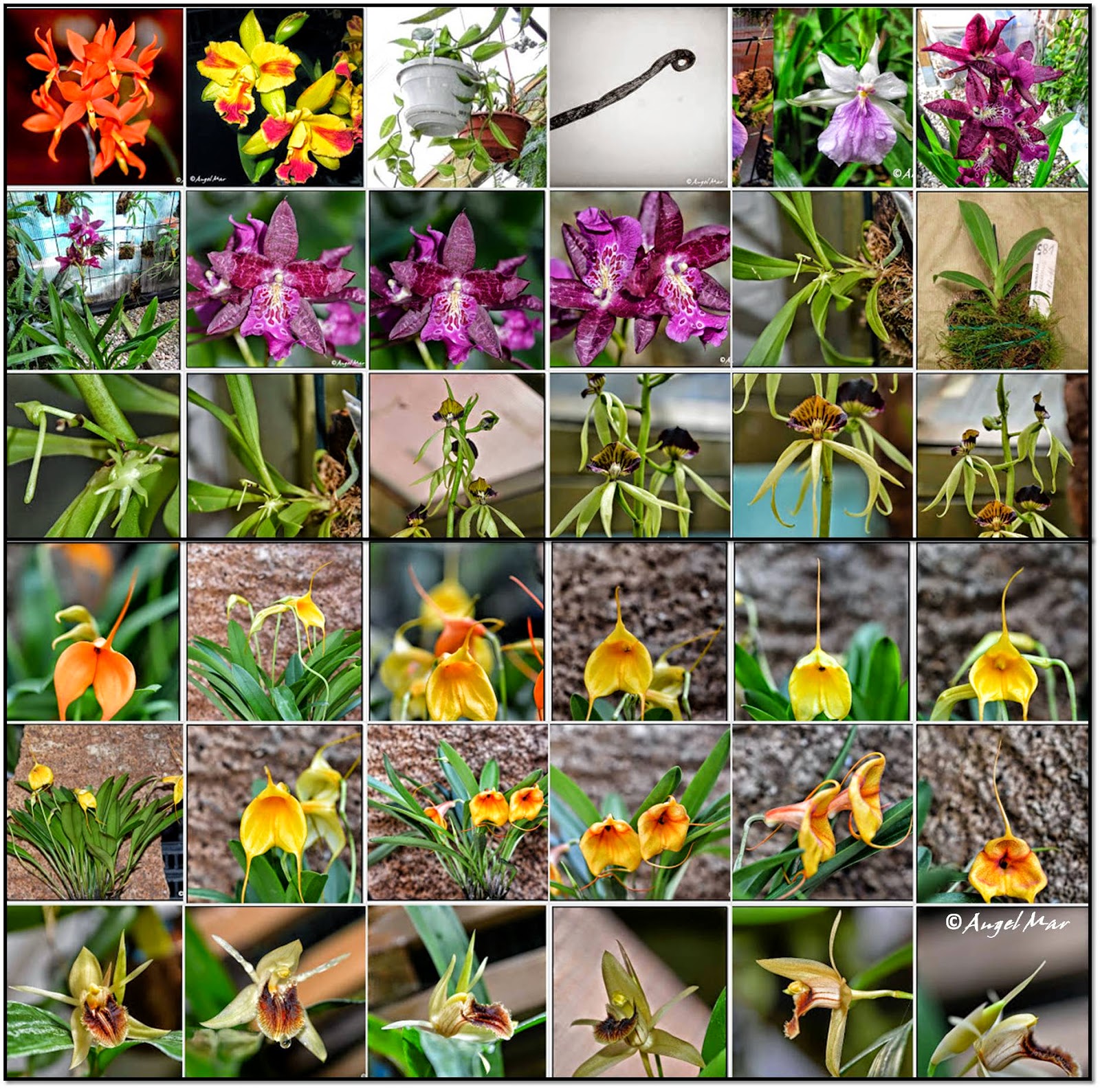 Orquídeas Blog de Angel Mar Mosaicos