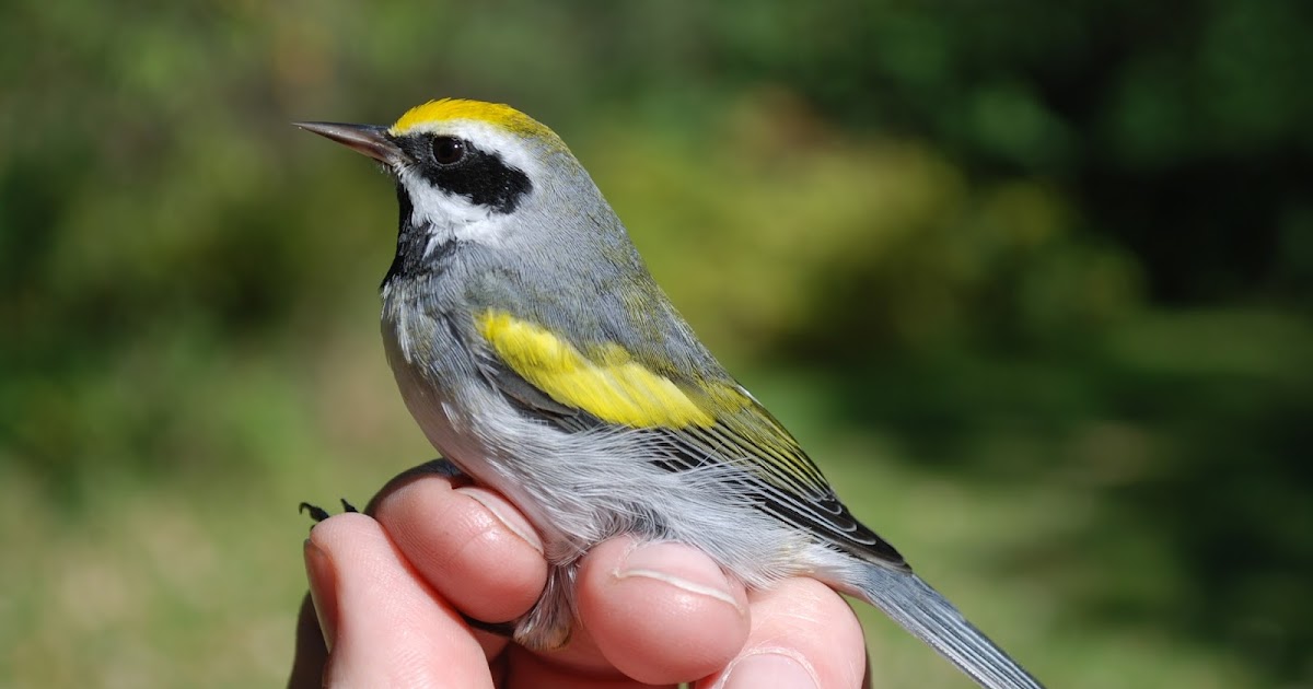 Minnesota Birdnerd Fall Migration Banding Starts