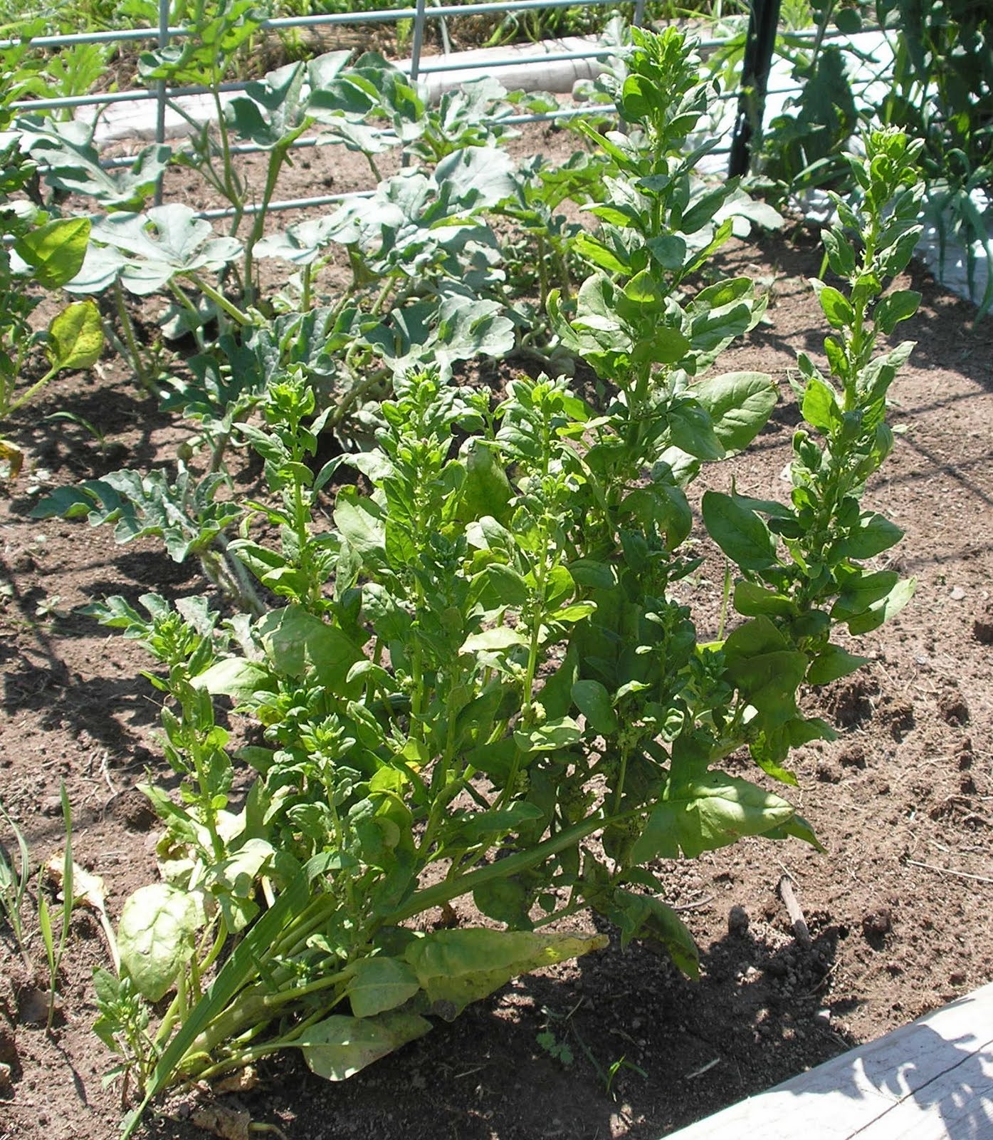 The Cheerful Agrarian Sowing Seeds the Easy Way