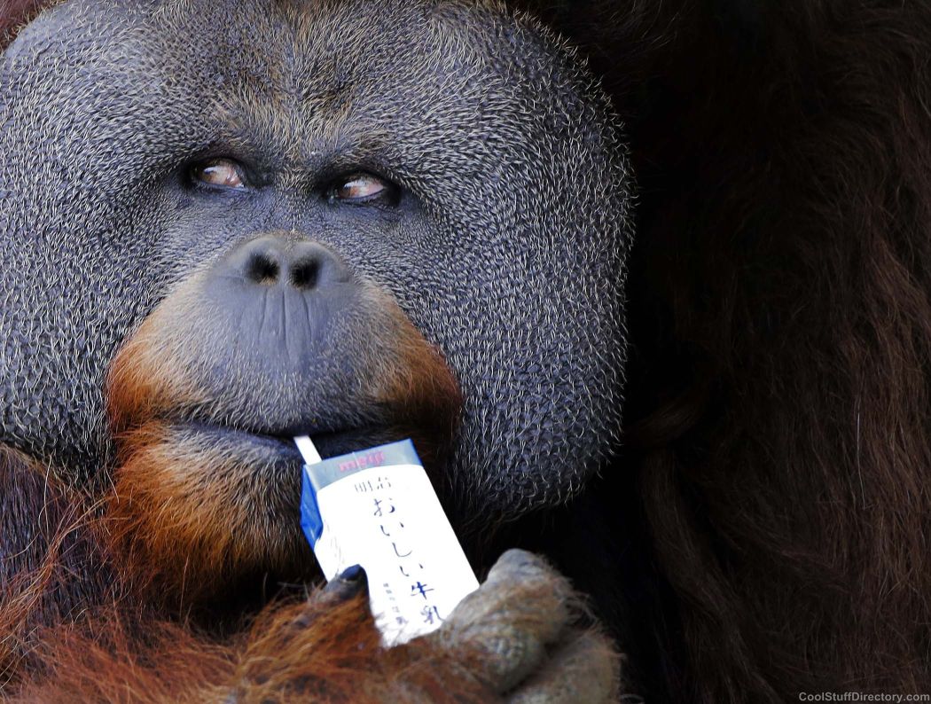 Глупое существо. Глупая обезьяна. Курящий орангутанг. Смешная обезьяна толстая.