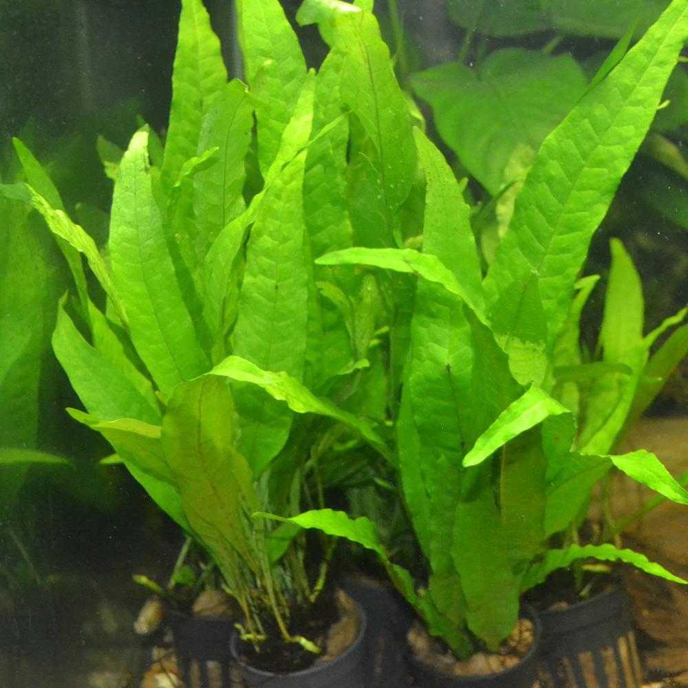 Aquarium Live Plants For Sale In Mumbai Aquarium Views