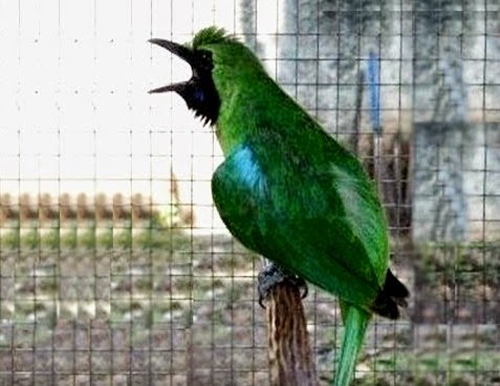 Daftar iHargai Burung iCucaki Ijo Terbaru 2019 Andi Kicau Alam