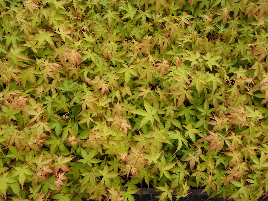 Flora Wonder Blog Oregon The Maple Capital Of The World A