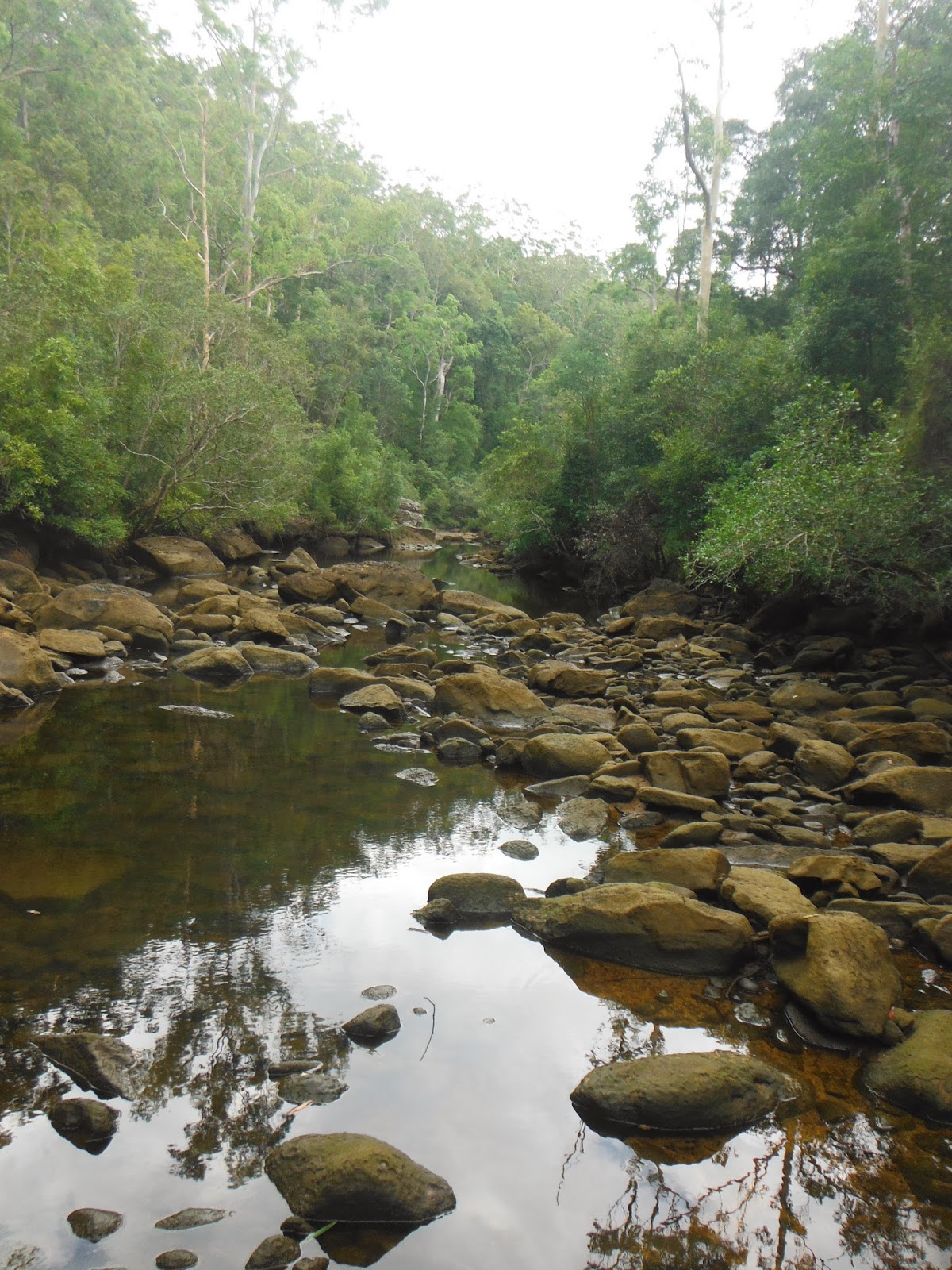 The Way of the Frog Exploring the Mooney Mooney Creek.