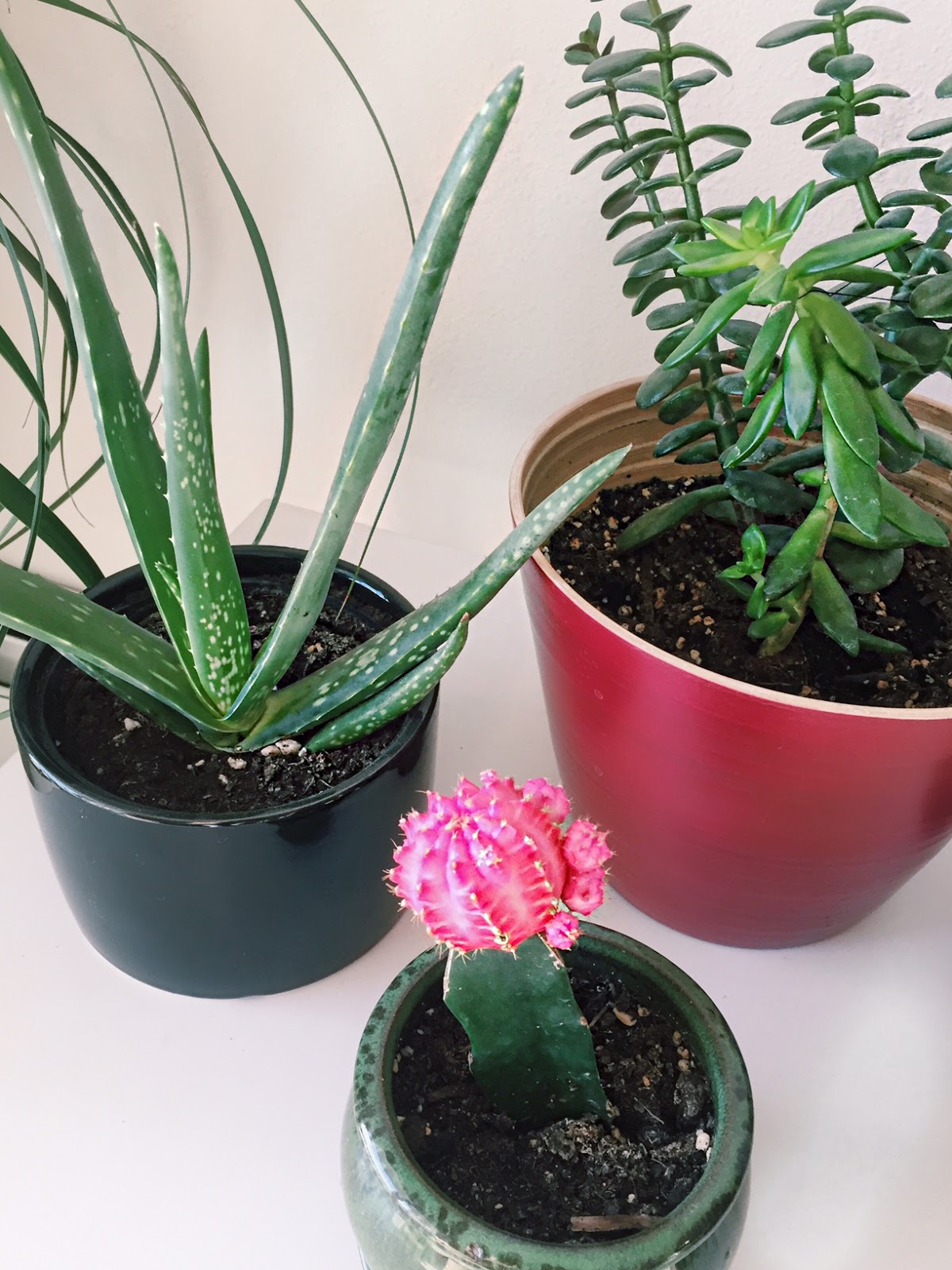 3 Rules To Keep House Plants Alive — Sara of Happy