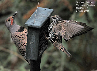 Northwest Nature Notes: THE ANT-EATING WOODPECKER