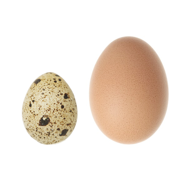 Behind the French Menu Œufs Eggs. A Short Introduction to Eggs on