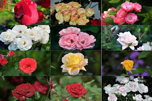 Rosas de colores  para el 10 de mayo IX (12 fotos)