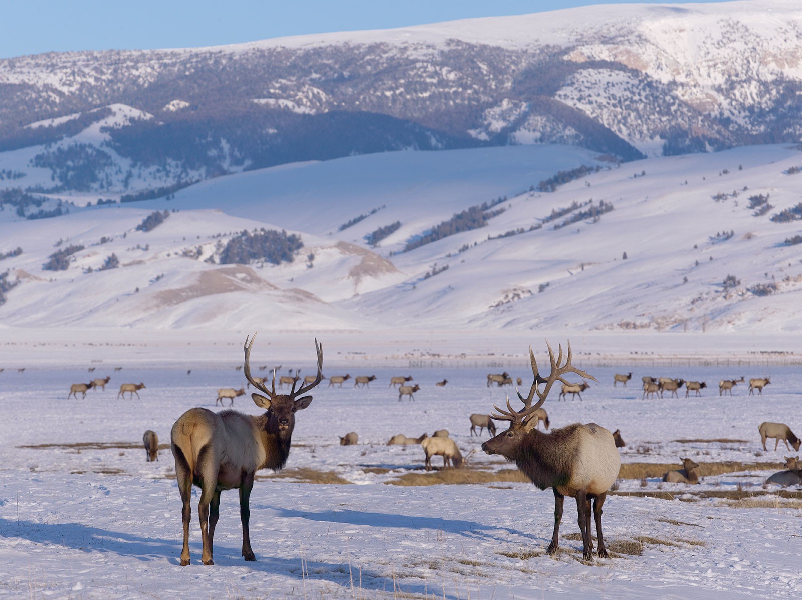 Долина олень. Дир-Вэлли (Deer Valley), штат Юта. Камчатские Долины олени в названиях 3. Elk Mountain Wyoming.