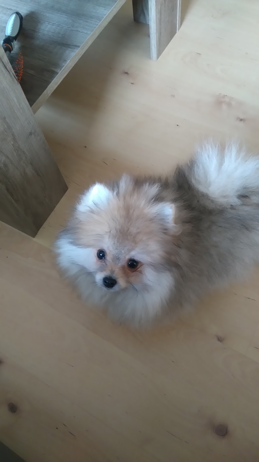 Rund um den Hund Zwergspitz Eckzähne ziehen