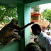 हनुमान मंदिर में बंदर का आशीर्वाद लेने उमड़ी भक्तों की भीड़