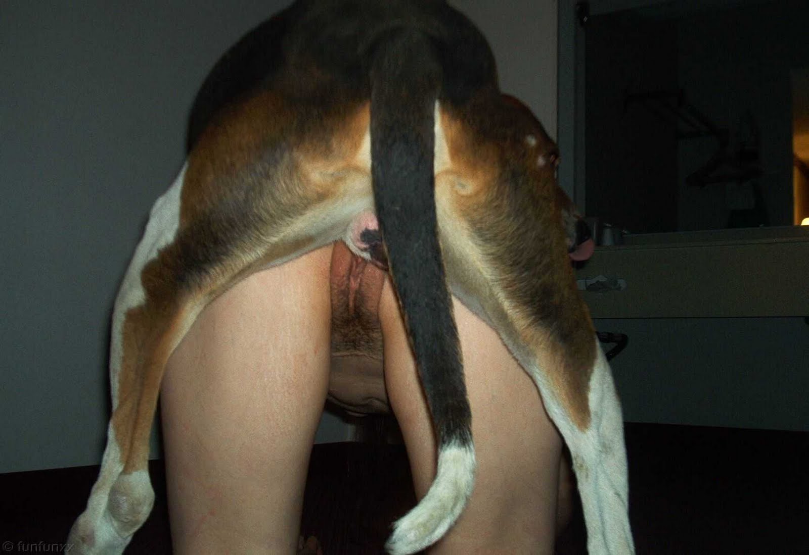 Watch Homemade close up video of a knotted dog dick in a mature woman'...