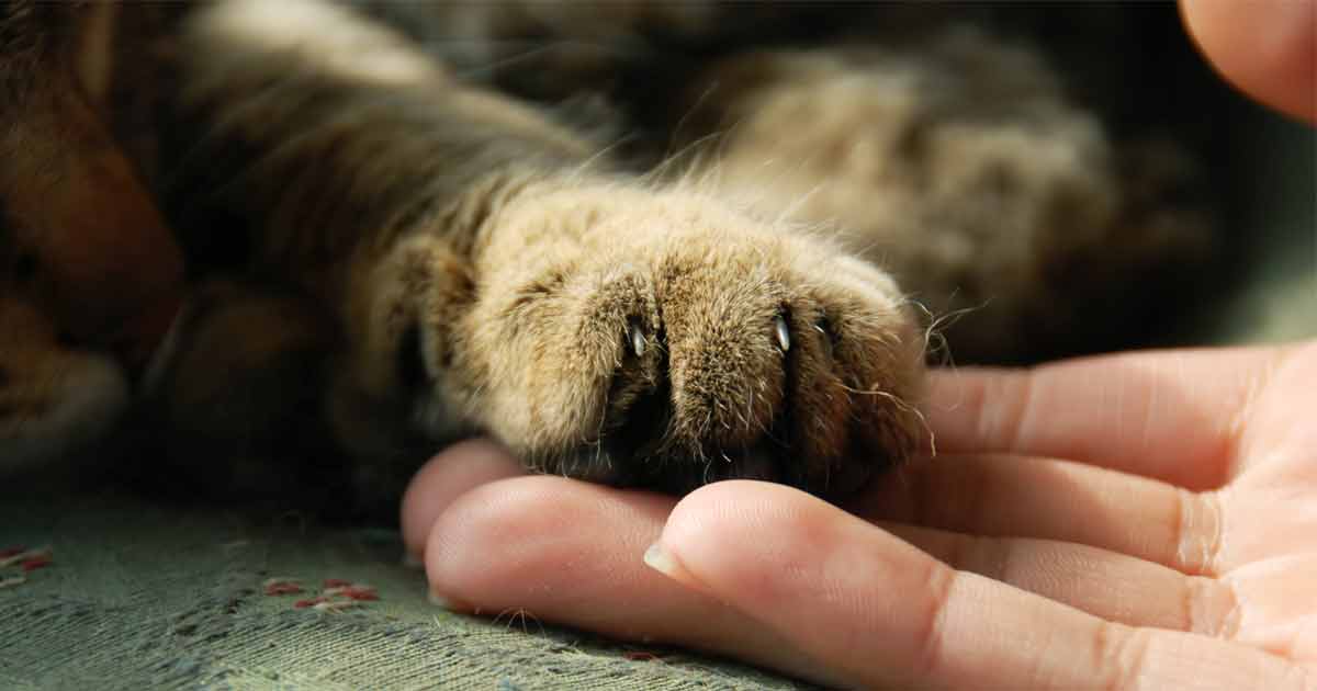 Cat Advice Declawing Cats Torture; Why You Should NEVER Consider This!