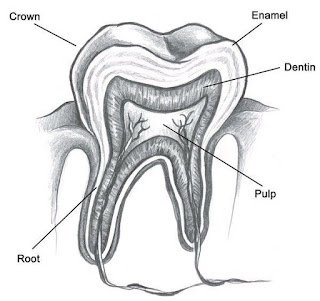 Cure tooth dacay - Anatomy of a tooth