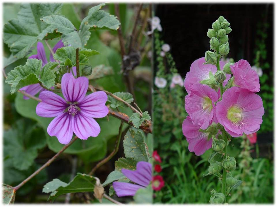PLANTAS MÁGICAS LAS MALVAS, HISTORIA Y PROPIEDADES