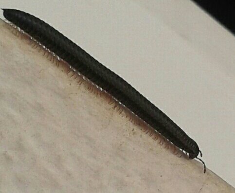 Oleander Portugiesischer Tausendfüßer, Ommatoiulus morelettii, bicho negro