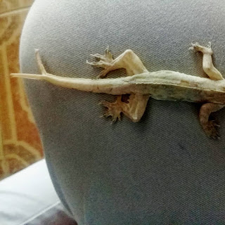 Manfaat Ekor Cicak Bercabang 2 Keberuntungan, Benarkah ?  Dikalangan masyarakat beberapa daerah di Indonesia orang  Manfaat Ekor Cicak Bercabang 2 Keberuntungan, Benarkah ?