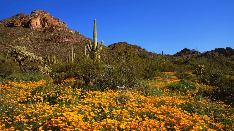 america, arizona, north-america, best places to travel, phoenix arizona, 