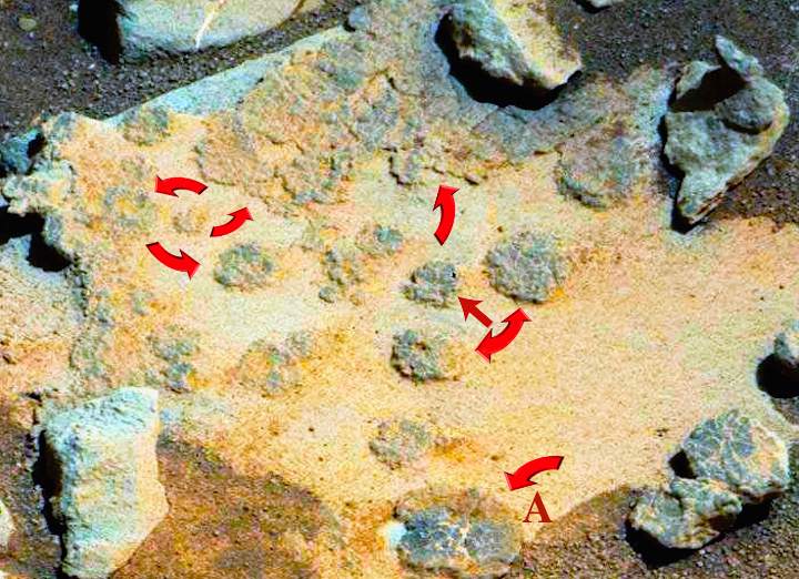 Scoperti funghi in fiore su Marte. Mistero in attesa di conferma dalla NASA. Scoperti funghi in fiore su Marte. Mistero in attesa di conferma dalla NASA.