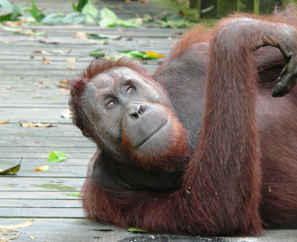 I am glad there are people who are helping to save the orangutan generation...
